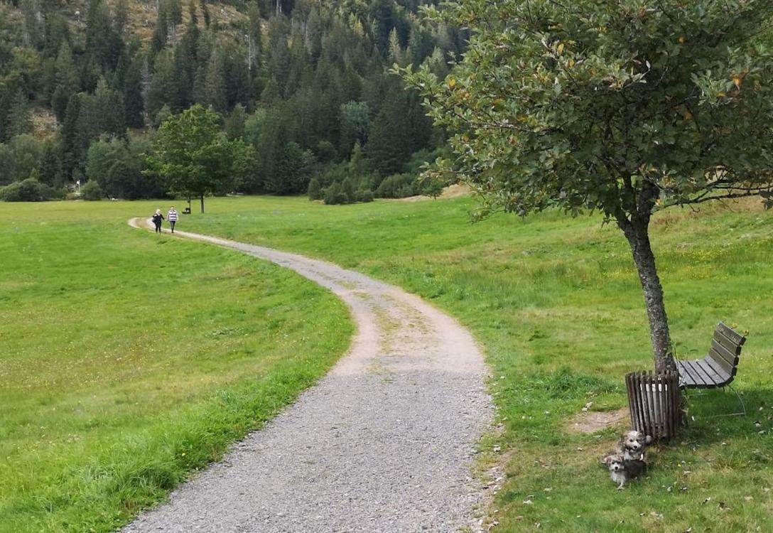 C4 Albmatte-Fewo Sauna, Hallenbad Aussenbecken Massagen Nebenan Menzenschwand Luaran gambar